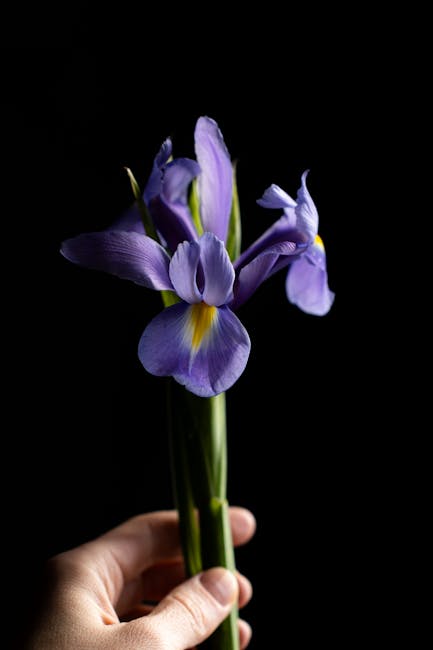 A hand holding a small bouquet of fresh purple iris flowers with yellow accents and green stems, wrapped in clear cellophane, against a black background. The flowers are vibrant, with delicate petals 