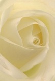 This intimate portrait invites you into the heart of a creamy ivory rose, as if you're standing in one of Denmark Hill's peaceful gardens on a soft, dewy morning. Each petal unfurls in gentle spirals, their texture whisper-light and delicate with a silken touch, mirroring the calm quiet that often settles over Camberwell Green at dawn. Subtle shadows drift between each perfectly placed fold, creating a quiet drama and soothing depth within the bloom. The atmosphere is serene-imbued with the kind of peace that accompanies a thoughtful gesture or a new chapter. This rose, carefully chosen by a florist attuned to Denmark Hill's unique character, is the ultimate symbol of reverence and admiration, ideal for moments of sympathy, thoughtful gifts, or to mark a new beginning. You can almost sense its understated, sweet fragrance lingering in the air, carrying with it all the emotion and artistry behind crafting a floral moment that matters in this beloved South London neighbourhood.